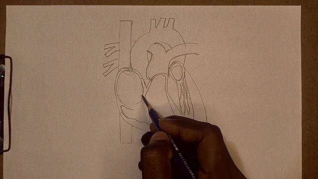 Human heart diagram | how to draw human heart inner parts
