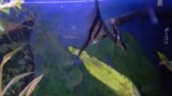 My Freshwater Angelfish (veiltail now in fish heaven)