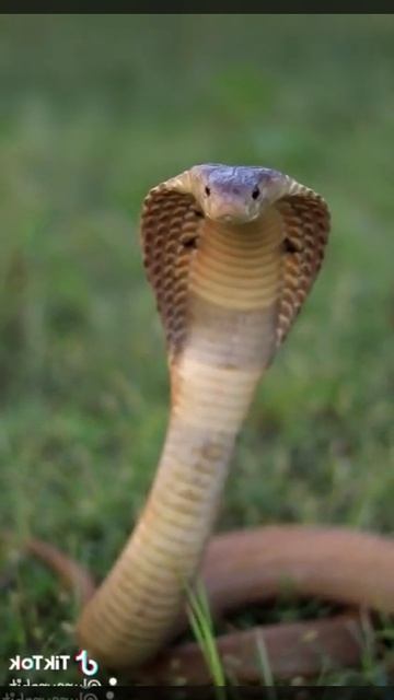 King Cobra PhotoShoot🐍 For photos follow me on insta lureyrohit  pokhara nepal photographer kingCob