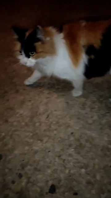 1000068946.mp4