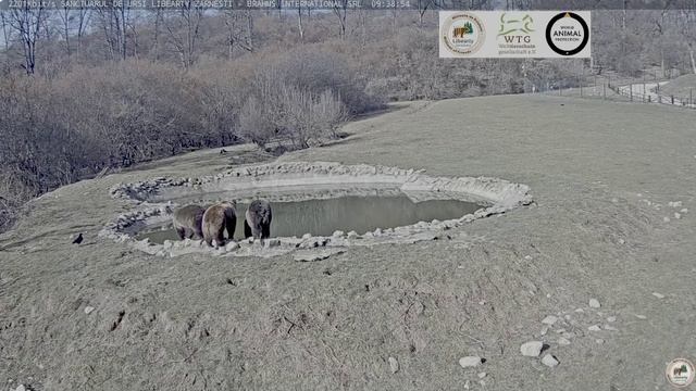 Три мишки спешат к водоему на прогулку