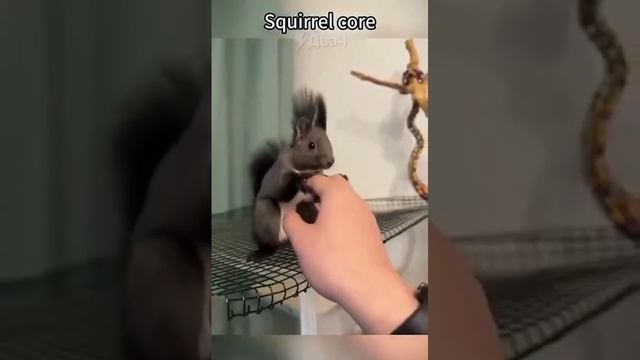 БЕЛКИ СВИСТЯТ
