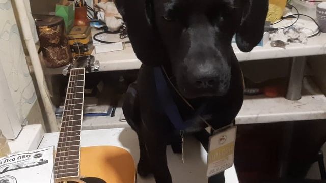 45 группакино Рубинштейна 13 Ariana Пса President Dog Chibo Art Director Иван Соколов  Музей Пса