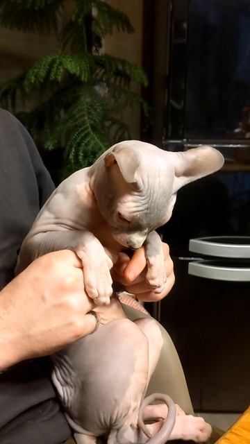 Чунга-чанга! #sphinx