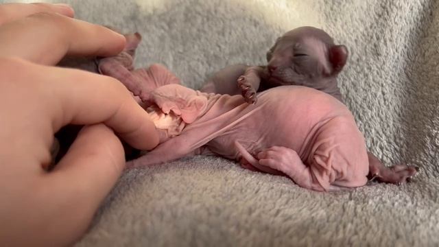котятки сфинкс