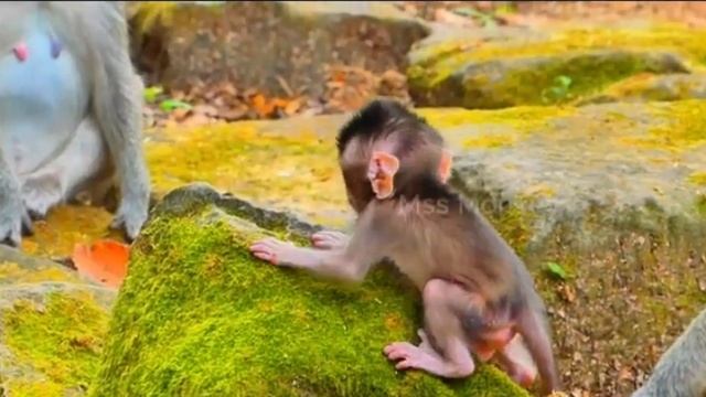 Первая вершина baby monkey   1000037340.mp4
