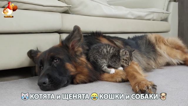 Котята и Щенята 😹 Кошки и Собаки ❣️🥰😂 (12)