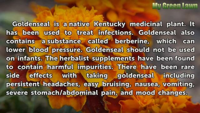 Medicinal Plants Found in Kentucky