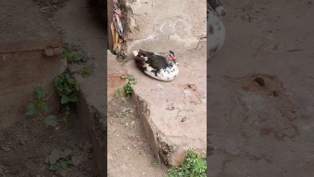 ducks in the living ground...ducks at resting...ducks..