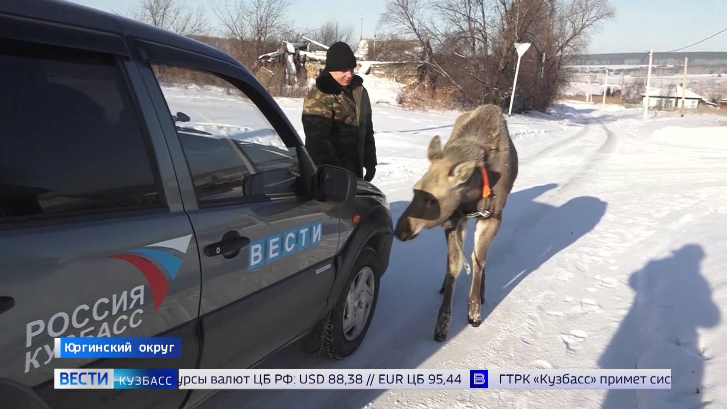 Встреча с лесным жителем: на кузбасской трассе снова увидели лосей