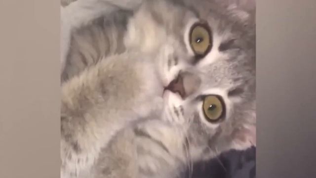 Приколы С Животными 40