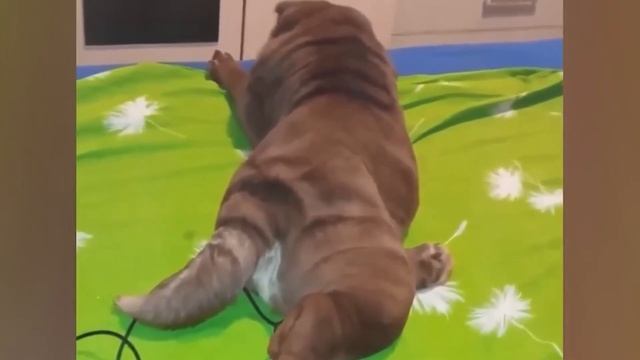 Приколы С Животными 44