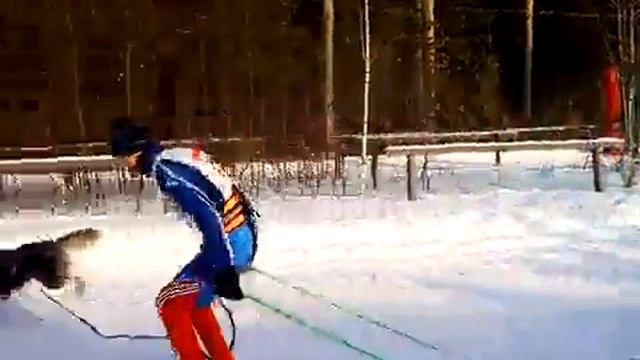 Бердск принимает Чемпионат области по ездовому спорту