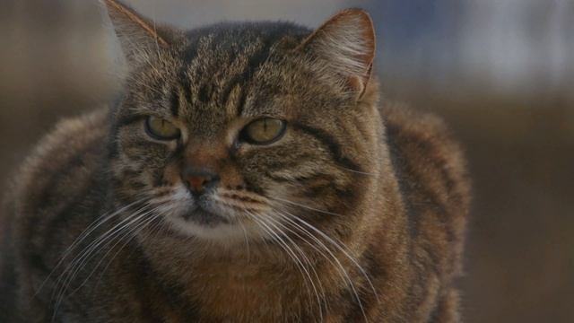 Коту нипочем холода, внутри у кота теплота.