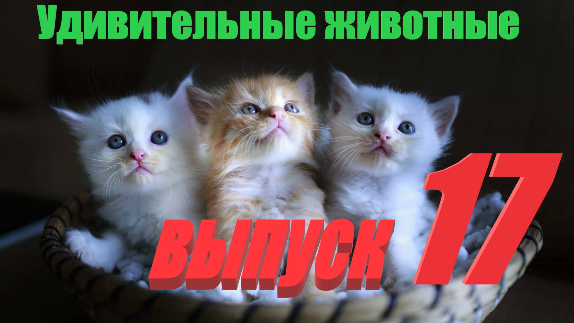 Удивительные животные выпуск  семнадцатый