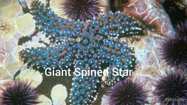 Different Types of Starfish || Types of Sea Star || Starfish |@OmaimaStoryPlanet