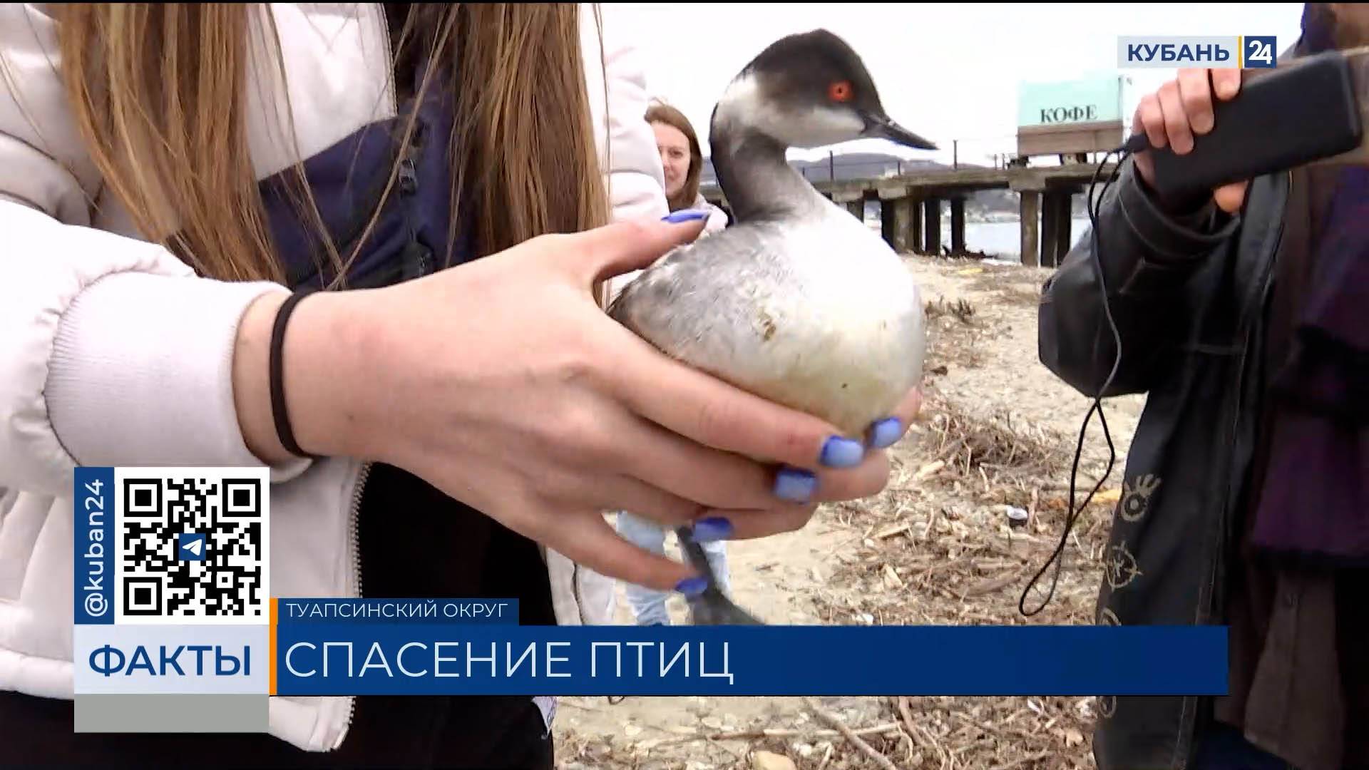 Более 10 птиц выпустили в Туапсинском районе после реабилитации от мазута