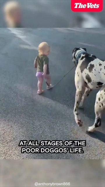The Truth About Great Danes: What You Need to Know About Hip Dysplasia