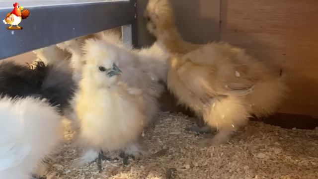 Идеальное птицеводство достойно восхищения 🐓🦆🦢🦚🦃🐔 эпизод (97)