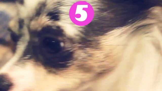 Ожирение у собак: как определить лишний вес? 🐕⚖️