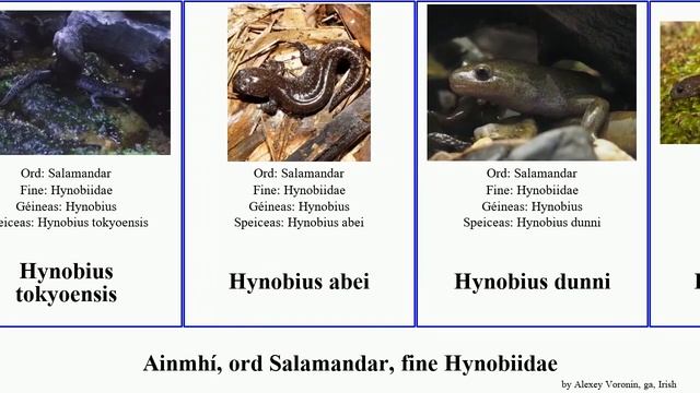 Ainmhí, ord Salamandar, fine Hynobiidae hynobius animal fuca japonicus fischeri nigrescens Brian