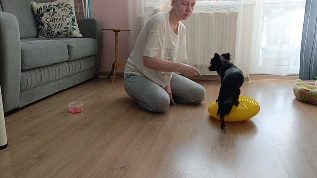 Чихуахуа с блинчиком