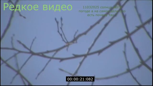 редкое видео веток