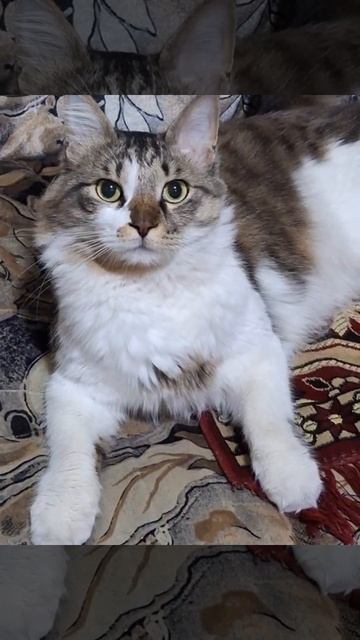 Наш главный смотритель Барсик