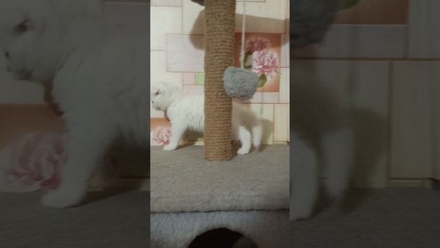 малыш #котята