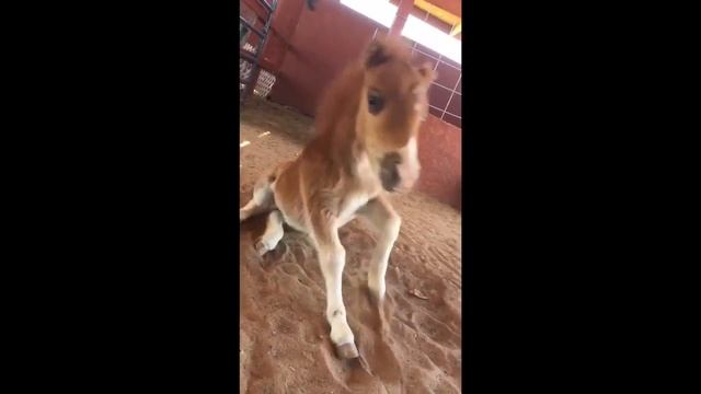 Chloe the mini horse compilation