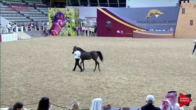 N.63 SIWAR AL SHAQAB - 21st Qatar National 2018 - Yearling Fillies (Class 3A)