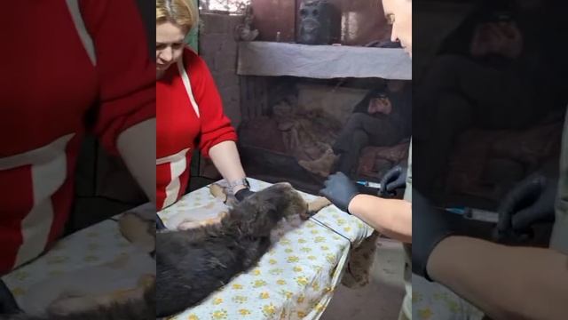 Ещё один хвостик и домой