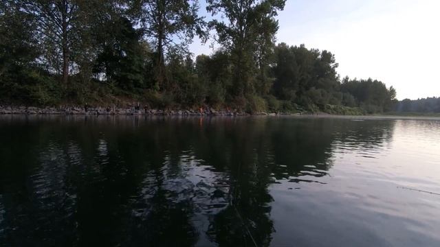 Pink Salmon Madness Limits!!!