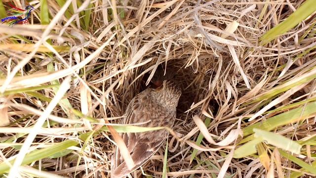 Sprague's pipit birds babies || Animals and Birds