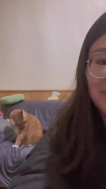 Реакция кота на проверку