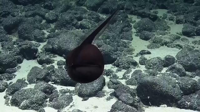 Gulper Eel Balloons Its Massive Jaws ｜ Nautilus Live