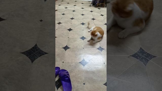 1000024559.mp4