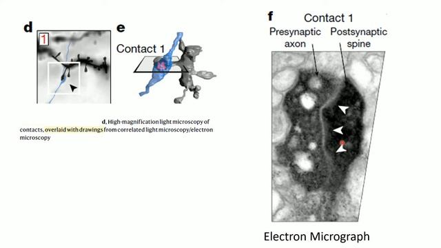 Aspirational Neuroscience Journal Club Presentation (Holler et al. 2021)