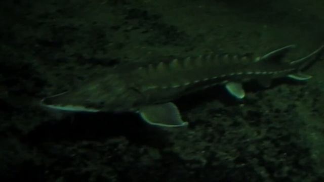 ZOO Berlin . . .  das Aquarium  und seine besonderen Bewohner