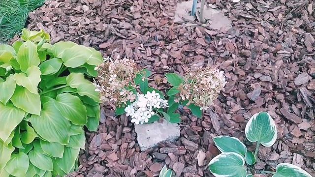 Зміни в садочку. Прогуляємось. Мій солодкий виноград - 1частина.