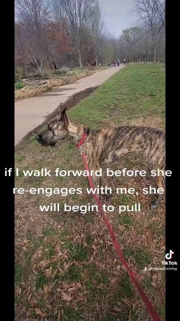 Leash Training Tips