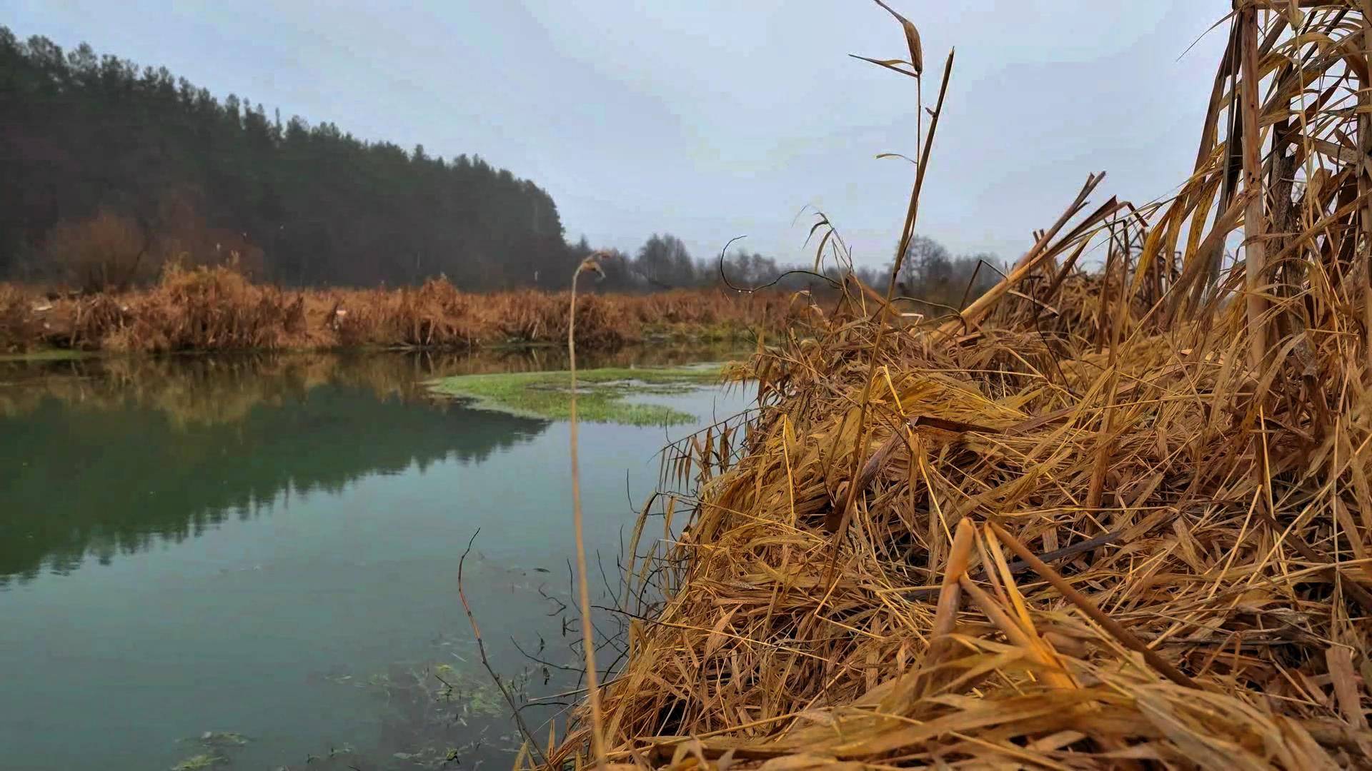 Установил камеру на дно реки чтобы узнать какая рыба там водится.