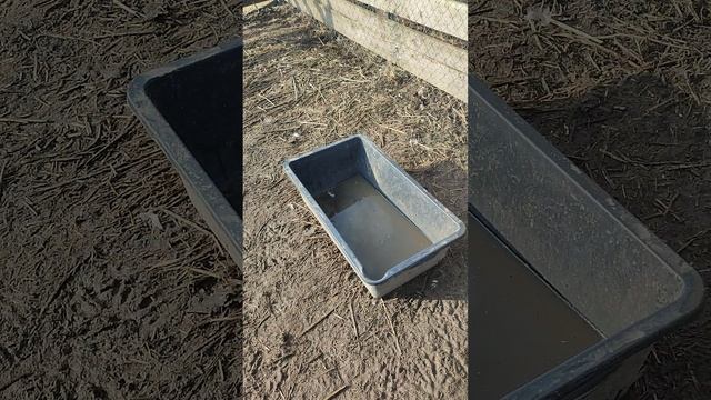 Суровые будни в деревне🏠 Выгуливаю гусей 🪿 наведался в гусиное гнездо 🪺