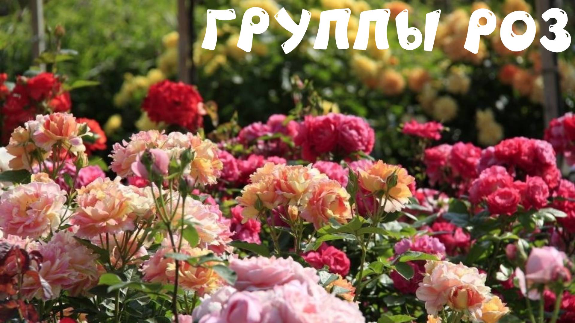Поговорим о разновидностях роз