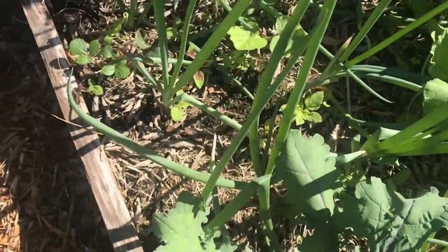 Fall Vegetable Garden Tour! Florida Zone 9-December 2019