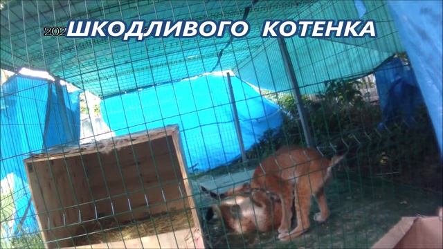 РЫСИ МЕРТВАЯ ХВАТКА АЛМАЗА
