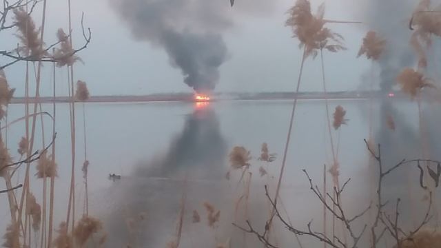 Жгут камыш