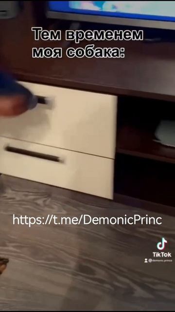 Лучшая кошка для детей - регдолл
https://t.me/BlueBlood_Cats