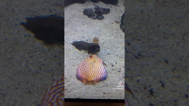Discus Tank Maintenance - water change #discus #discusfish #waterchange