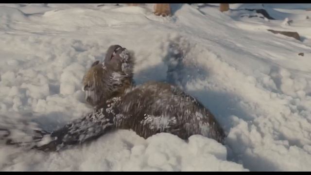 Муфаса: король лев 2024 трейлер на русском